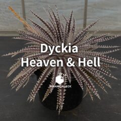 ディッキア ‘ヘヴンアンドヘル’ ｜hybディッキアの父、ビル・ベイカー氏の最高傑作