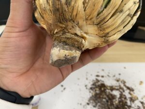 アガベ・ユタエンシス・エボリスピナ 発根管理