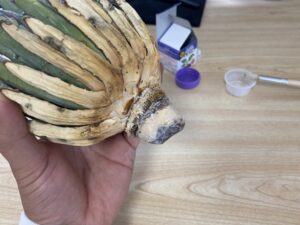 アガベ・ユタエンシス・エボリスピナ 発根管理