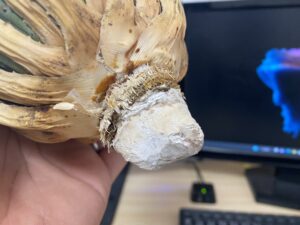 アガベ・ユタエンシス・エボリスピナ 発根管理