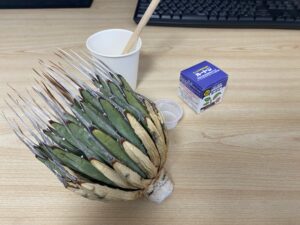 アガベ・ユタエンシス・エボリスピナ 発根管理