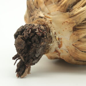 アガベ・ユタエンシス・エボリスピナ 発根管理