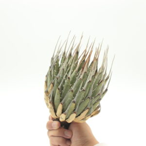 アガベ・ユタエンシス・エボリスピナ 発根管理