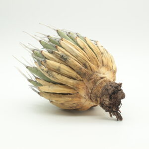 アガベ・ユタエンシス・エボリスピナ 発根管理