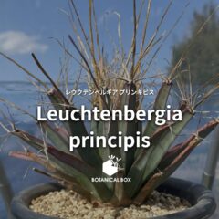 レウクテンペルギア プリンキピス (晃山) ｜ 1属1種の珍サボテン