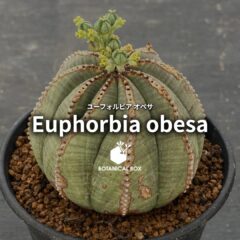 ユーフォルビア オベサ ｜ 無機と有機の境界に佇む、緑の小惑星。