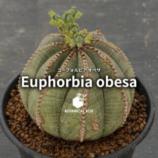 ユーフォルビア オベサ ｜ 無機と有機の境界に佇む、緑の小惑星。