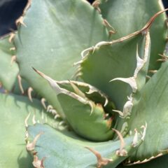 あなたのチタノタ、多分オテロイ！