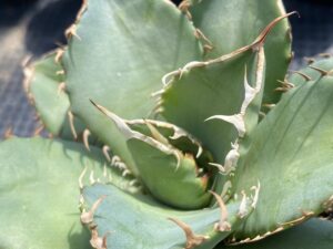 アガベ オテロイ