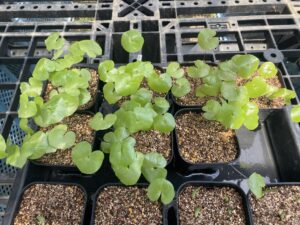 亀甲竜実生 成長記録