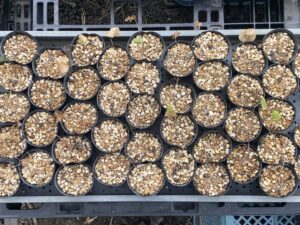 亀甲竜 実生 1年目 休眠