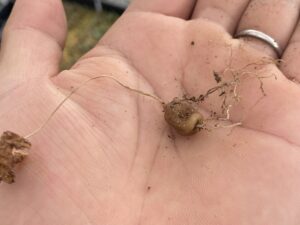 亀甲竜 実生 1年目 休眠