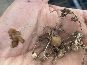 亀甲竜 実生 1年目 休眠