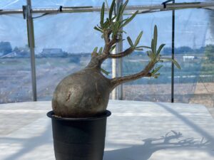 パキポディウム　グラキリス