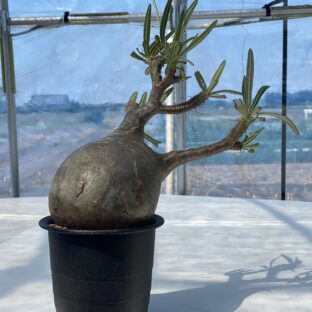 パキポディウム・グラキリスの魅力｜育て方は？管理法と注意点。