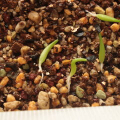 アガベ、パキポの実生なら｜表土には細粒赤玉を！