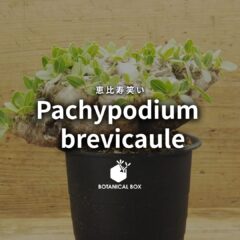 パキポディウム・ブレビカウレ ｜ まるで岩!?愛嬌溢れる塊根植物