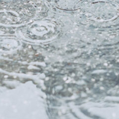 梅雨がきた｜おさえておきたい植物管理のポイン！