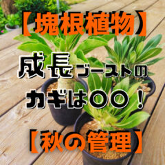 【塊根植物・秋の管理】成長ブーストのカギは○○！？