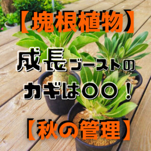 【塊根植物・秋の管理】成長ブーストのカギは○○！？
