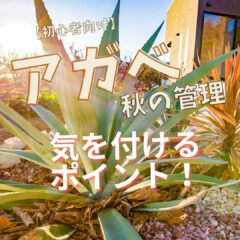 【アガベ】秋の管理方｜気を付けるべきポイント【初心者向け】