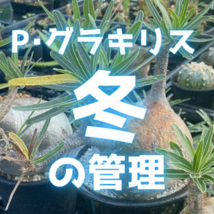 【2023 冬】パキポディウム・グラキリス｜冬の管理【完全マニュアル】