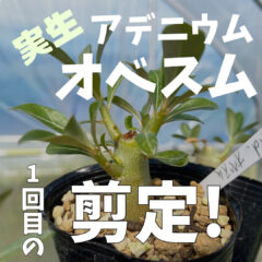 実生アデニウム（オベスム）最初の剪定｜時期と方法、気を付けるポイントを解説！