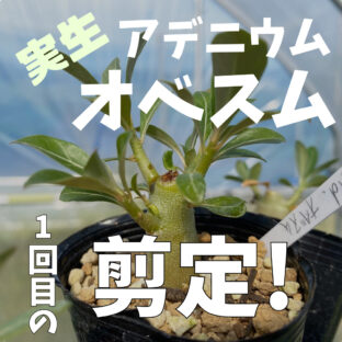 実生アデニウム（オベスム）最初の剪定｜時期と方法、気を付けるポイントを解説！