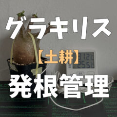 【パキポディウム・グラキリス】発根管理マニュアル【土耕編】