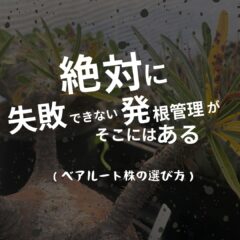 【失敗できない】グラキリス｜初めてのベアルート株選び【初心者向け】