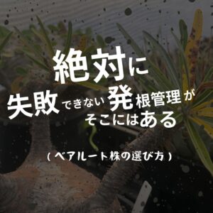 パキポディウム グラキリス