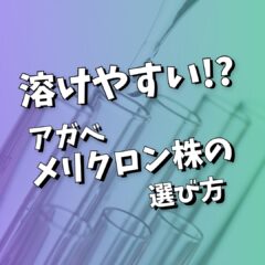 【アガベ】溶けやすい⁉｜メリクロン株、購入の際の注意点
