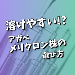 【アガベ】溶けやすい⁉｜メリクロン株、購入の際の注意点