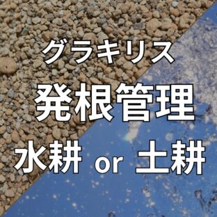 【グラキリスの発根管理】水耕、土耕どっちがいい?【メリット、デメリットを紹介】