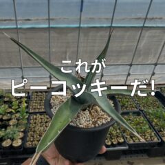 【話題株】オテロイことピーコッキー【特徴紹介】