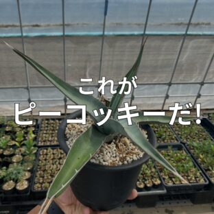 【話題株】オテロイことピーコッキー【特徴紹介】