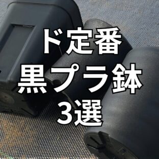 アガベ・塊根・灌木にオススメの黒プラ鉢3選