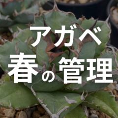 【2024シーズン】アガベ育成 春にやること【アガベ育成】