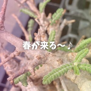 塊根植物の新芽