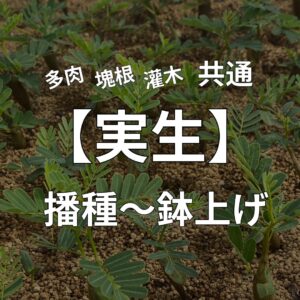 センナ メリディオナリスの実生苗が植わっているトレー