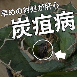 アガベの炭疽病