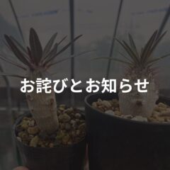 益子焼陶器市2024春でパキポディウム・グラキリスの実生苗を購入されたお客様へお詫びとお知らせ