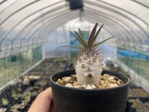 パキポディウム