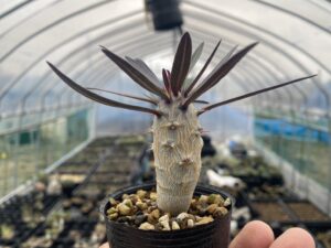 パキポディウム