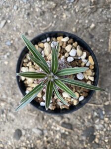 パキポディウム