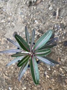 パキポディウム