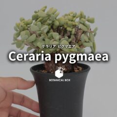 ケラリア ピグマエア（ Ceraria pygmaea）