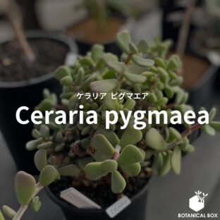 ユーフォルビア ムランジーナ（Euphorbia mlanjeana） | 植物で