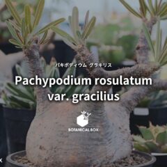 パキポディウム グラキリス ｜ マダガスカルが生んだ荒野のオブジェ