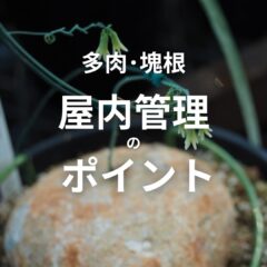 【初心者向け】多肉・塊根 共通｜室内管理のポイント